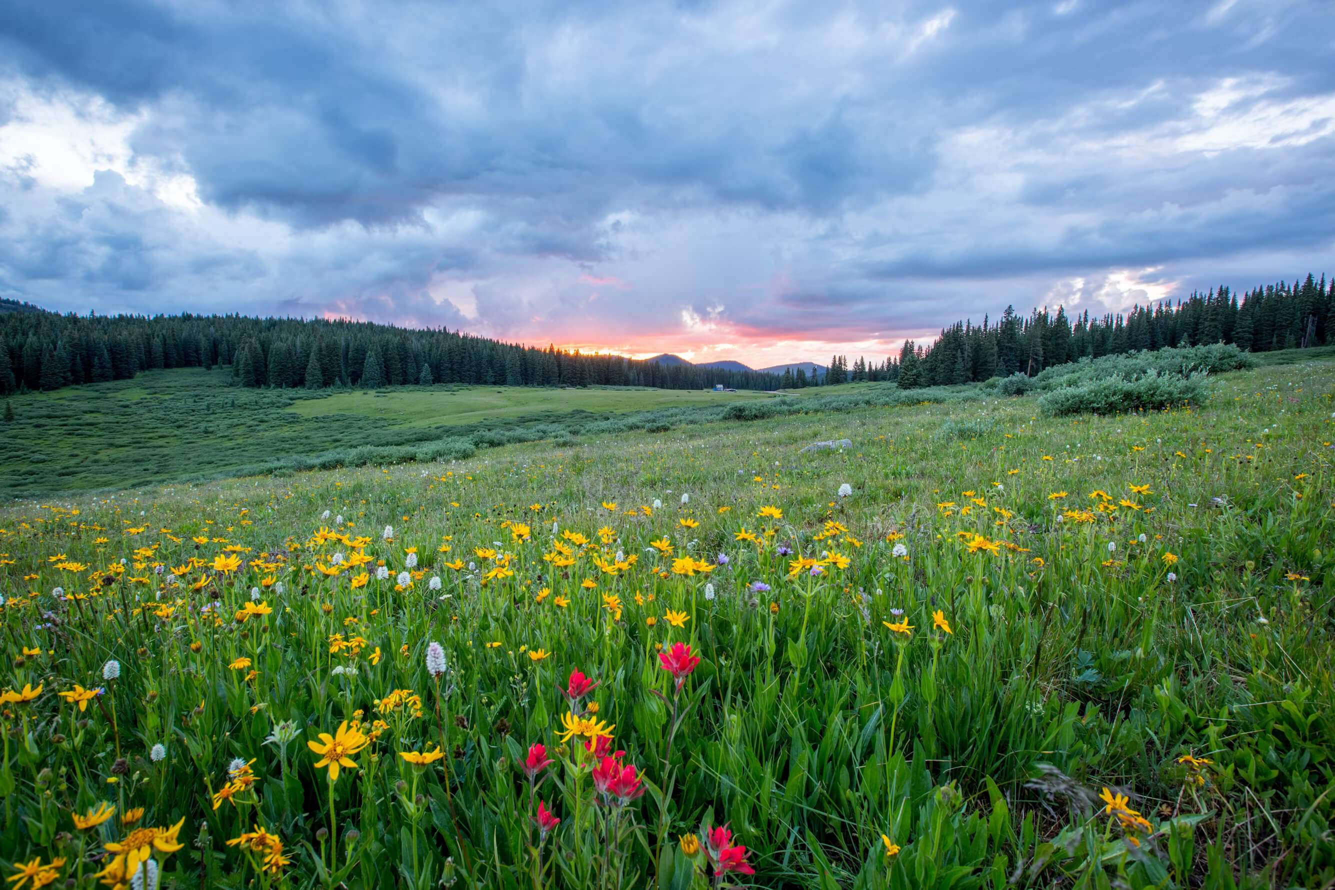 mountain wildflowers